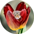 Tulip Mouse